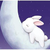 传说-八月十三日.月亮上的兔子
